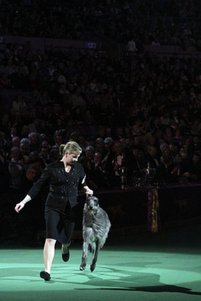 Westminster Dog Show