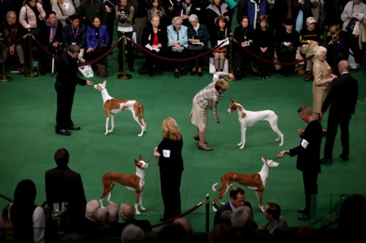 136th Annual Westminster Kennel club dog show