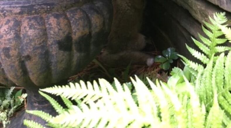 “My labs cornered this baby one morning,” wrote Katherine Willoughby. “The fox family lives behind our home, Mom, Dad and six little ones. This babe wandered up to our front door.”