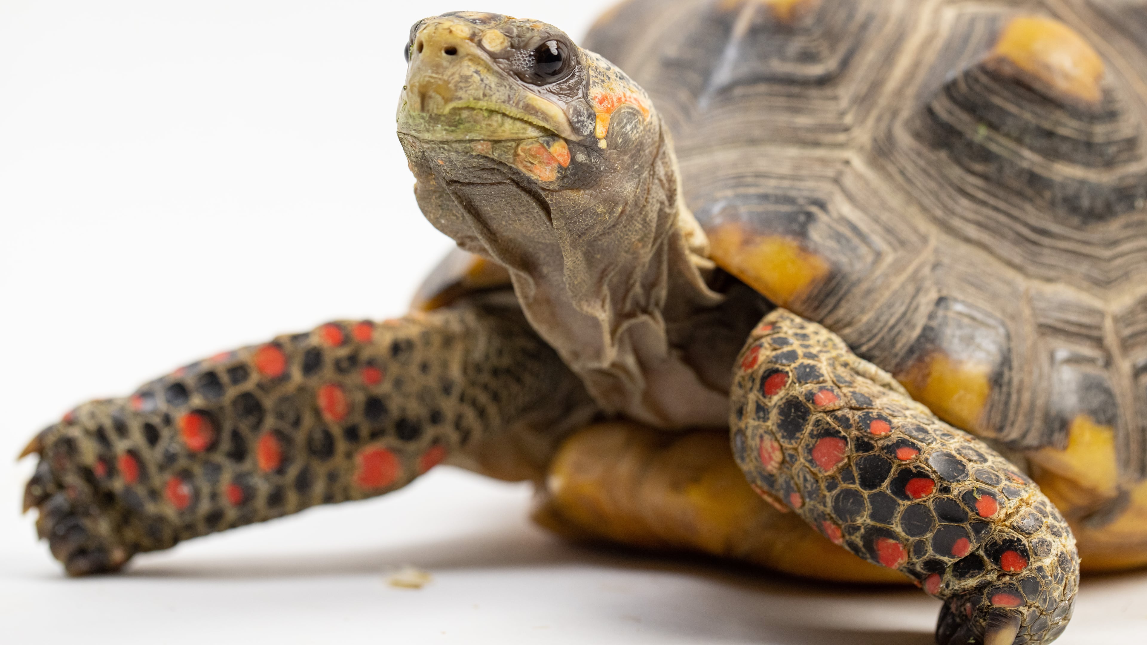 A red-footed tortoise native to South America has distinctive red scales on it legs. The new exhibition "Turtles" opens June 7 at Fernbank Museum and will display a dozen different species of turtles from around the globe. (Courtesy of Little Ray's Exhibitions)