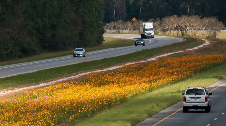 With Pine Mountain in the distance this portion of I-185 in Georgia is dazzling with Cosmos flowers separating the north and south bound lanes. (Norman Winter/TNS)