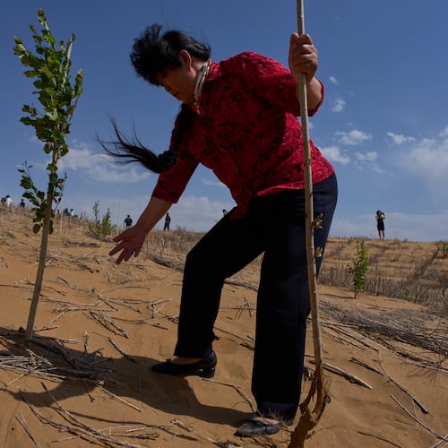 Desert control worker Yin Yuzhen visits a desertification control site of the Engebei Ecological Area near Ordos in northern China's Inner Mongolia province on Friday, June 12, 2026. (AP Photo/Ng Han Guan)