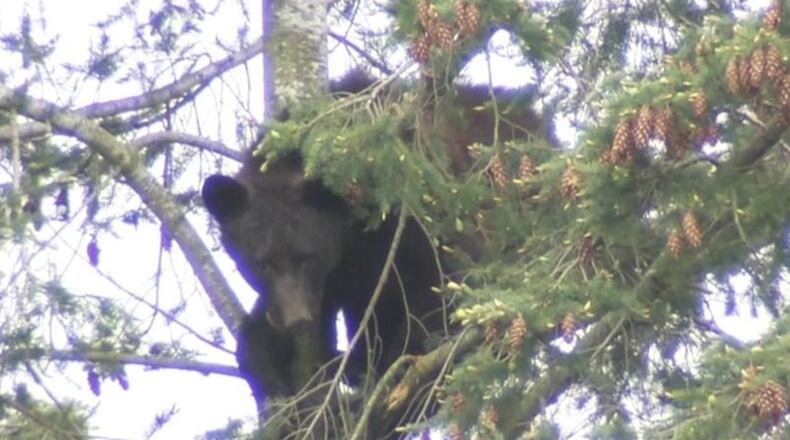 A bear was in a tree for nearly a day in Renton, Washington.