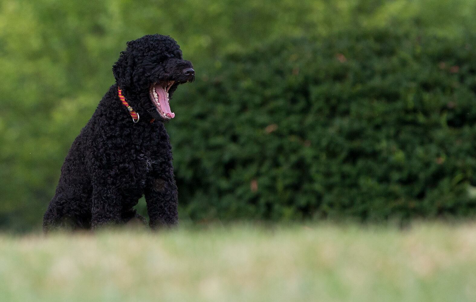 Portuguese Water Dog poses for photographers