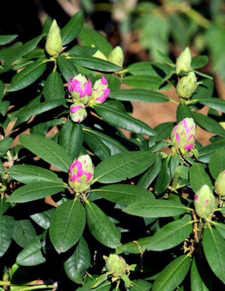 Arthur Blank's garden featured on tour