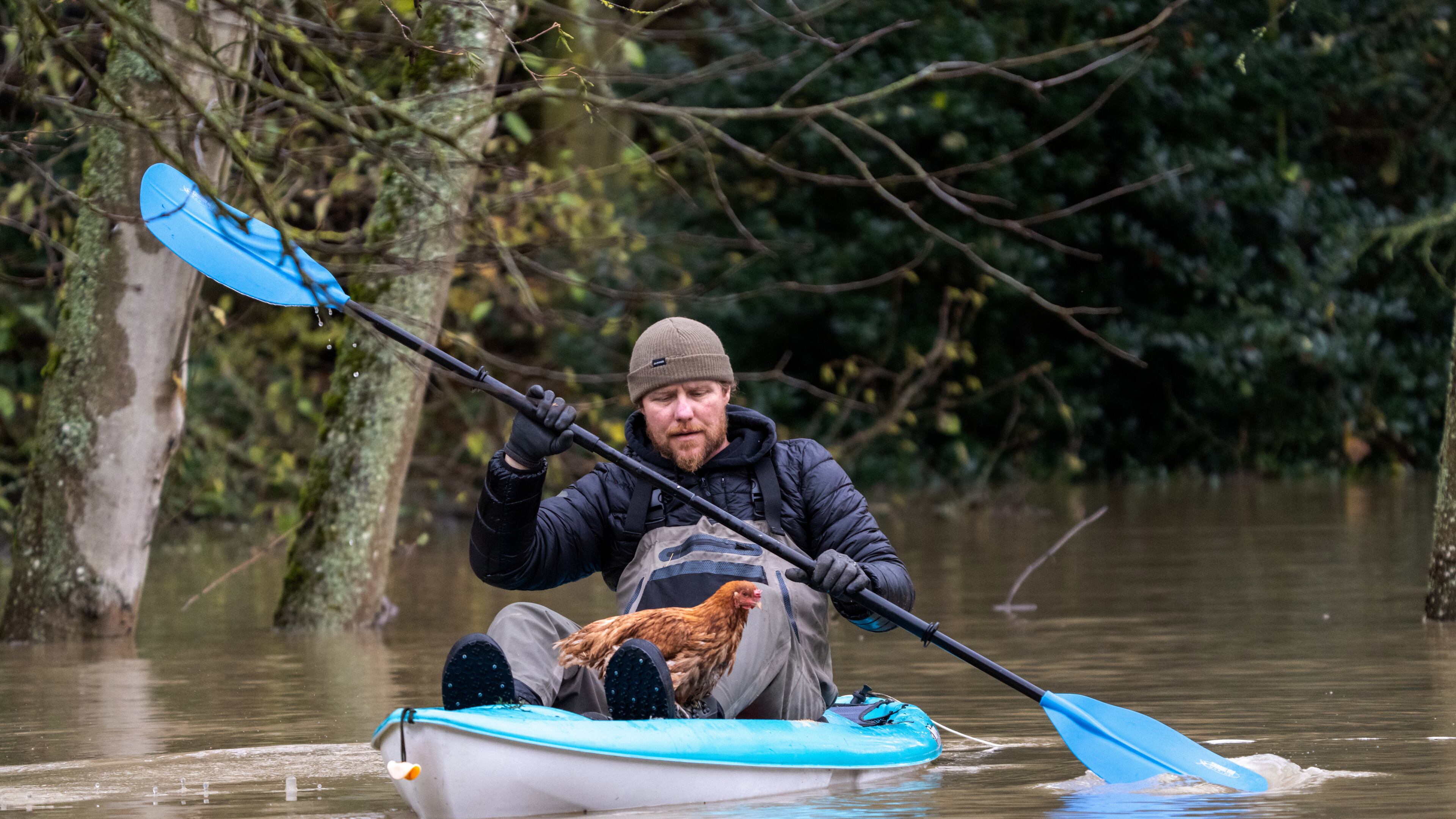 Eric Gustin paddles to dry land after rescuing one of several chickens from a flooded coop, Friday, Dec. 12, 2025, in Burlington, Wash. (AP Photo/Stephen Brashear)