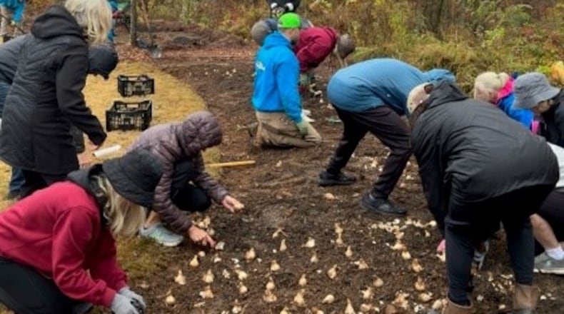 A Living Holocaust Memorial is the goal of the worldwide Daffodil Project to honor the memory of the 1.5 million children who were killed during the Holocaust in the 1940s by German dictator Adolph Hitler and his Nazi followers. Over Veterans Day weekend, 750 daffodils were planted near downtown Woodstock by South on Main residents. (Courtesy of South on Main)
