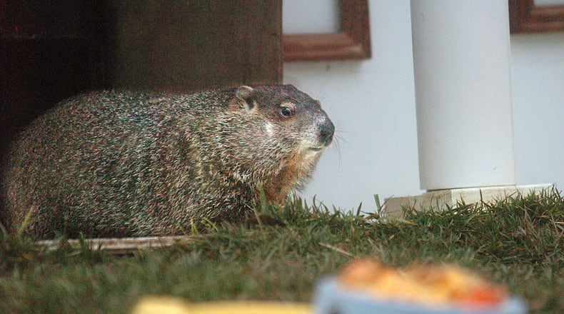 What to know about Georgia celebrity groundhog Gen. Beauregard Lee