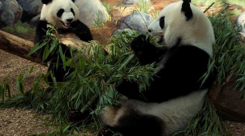 Mei Lun and Mei Huan, the three-year-old giant panda twins at Zoo Atlanta, will get a giant send-off Sunday, Oct. 30, before shipping out to China the following week. Photo: courtesy Zoo Atlanta