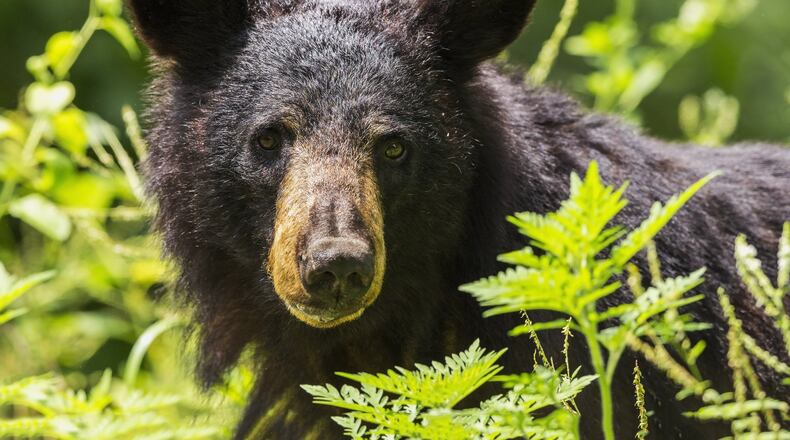 A black bear is one of several hundred that roam Shenandoah National Park, a steep increase from only two bears found in the park in 1937. Photo by National Park Service/Neil Lewis