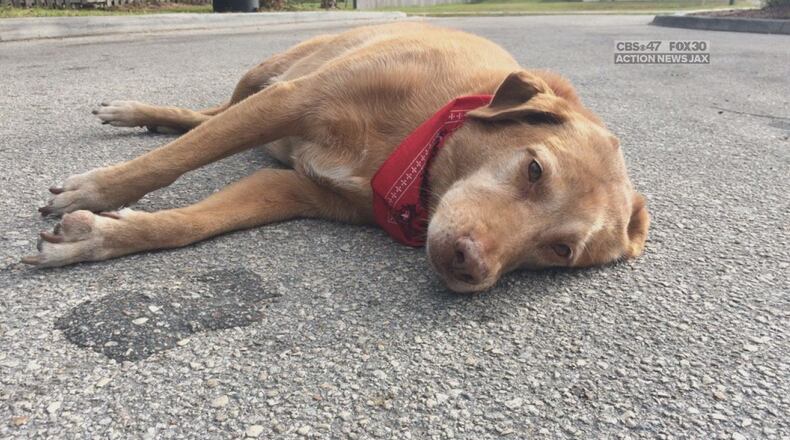 Paco waits patiently for his owner Kelly Black to return. Her family later arrived to pick up the dog.