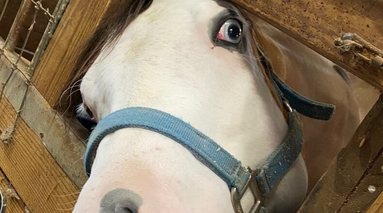 "I just spent a wonderful weekend at a dude ranch that is located one hour outside of Atlanta. Who knew!?!" wrote Joan Borchardt. "Southern Cross Guest Ranch is a horse farm and B&B located in Madison. It truly is a horse lover's paradise...there are more than 160 horses on the property. Such majestic and beautiful creatures!!"
The funny photo shows a horse that careened his head out of the stall window begging for another apple slice from me. I've captioned the photo "Got My Eye on You." I enjoyed visiting the horses in the stable, and passing out snacks (apples, carrots, peppermints) to them.