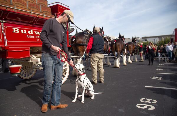 Patrick Davis said he brought his one-year-old Dalmation Renzo to see the Budweiser Clydesdales on his lunch break. STEVE SCHAEFER / SPECIAL TO THE AJC