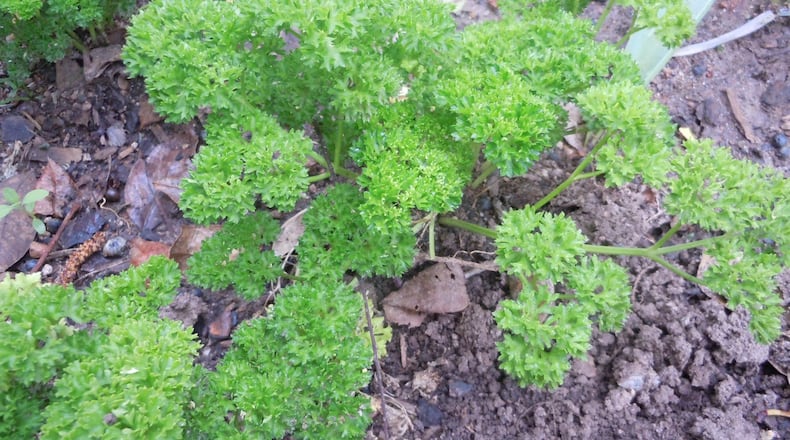 Parsley is an easy-to-grow herb that can be planted now. CONTRIBUTED BY WALTER REEVES
