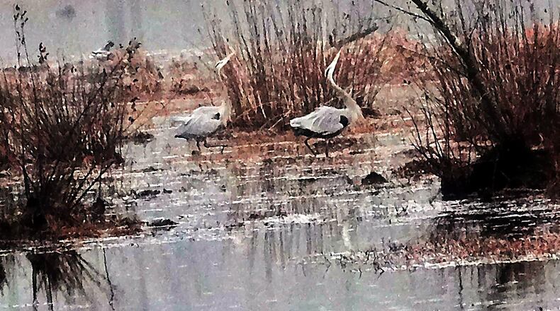 A pair of great blue herons do their courting dance on a recent morning at Constitution Lakes Park in DeKalb County. (Charles Seabrook)