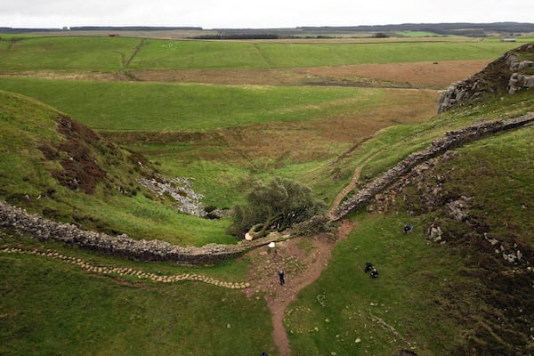 FILE - The felled Sycamore Gap tree is seen on Hadrian's Wall in Northumberland, England, Sept. 29, 2023. (Owen Humphreys/PA via AP, File)