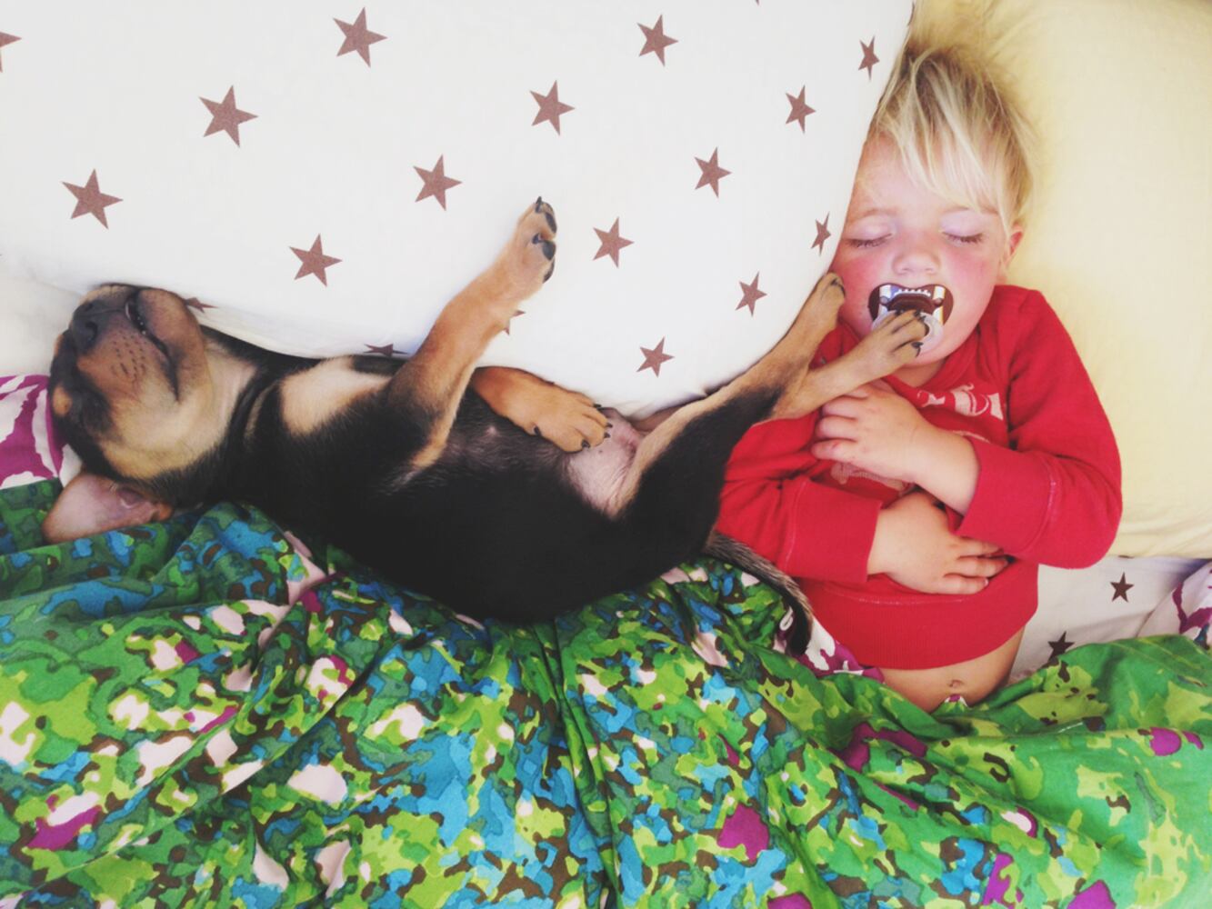 Beau Shyba and Theo the puppy napping