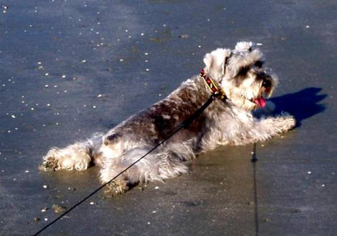 Atlanta's Top Dogs: 8. Schnauzers