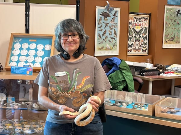 Mariquita Solis, a volunteer at the Chattahoochee Nature Center holds a corn snake on Friday, June 19, 2026. The nature center receives more than 800 injured animals a year and keeps about 100 on site that cannot return to the wild, including bald eagles, beavers, opposums and corn snakes. (Rodney Ho/AJC)