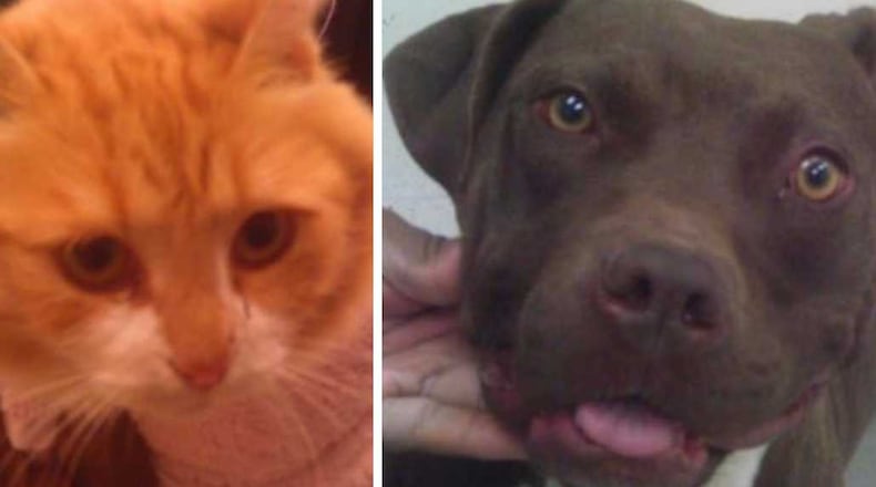 (Left) Ingrid and (right) Chula are some of the animals waiting at Cobb County Animal Control, which is running a free holiday adoption program for pets who are spayed and neutered.