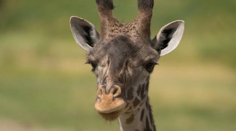 Cami, the mother of a Masai giraffe calf that died earlier in the week after birth complications, died Saturday. (Photo: Columbus Zoo)