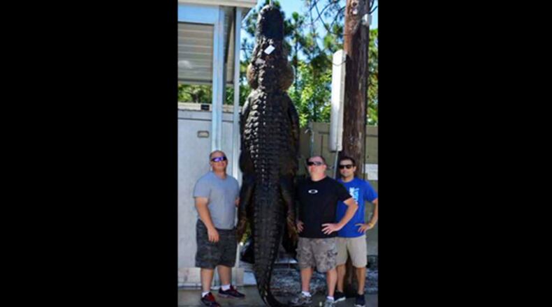 13-foot gator caught in Econ River