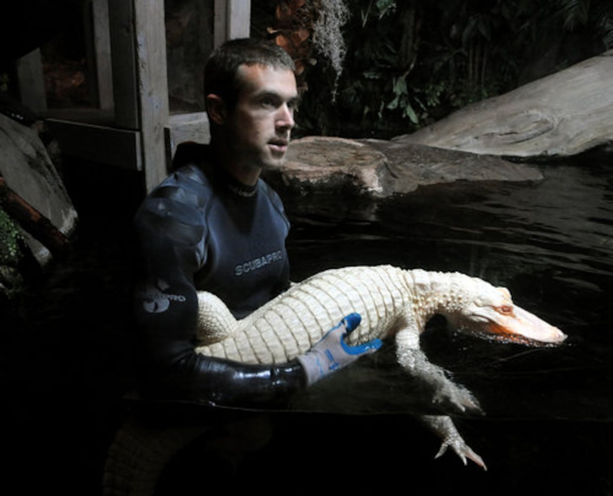 GA Aquarium's rare albino alligators