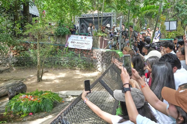 A baby pygmy hippo, Moo Deng eats fruit presented for her first birthday celebration at the Khao Kheow Open Zoo in Chonburi province, Thailand, Thursday, July 10, 2025. (AP Photo/Sakchai Lalit)