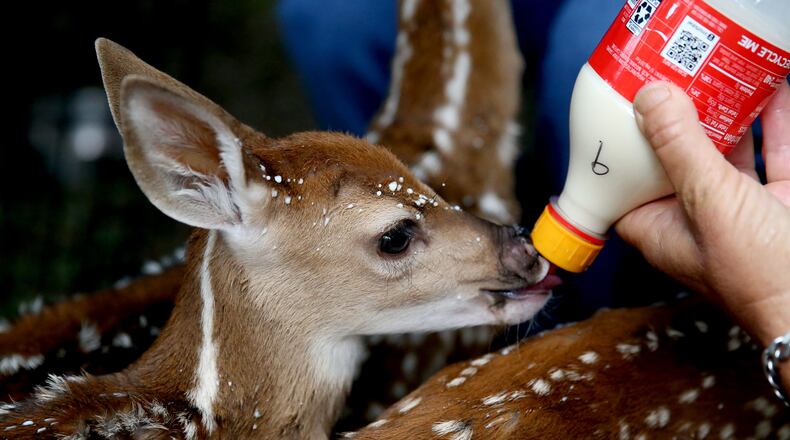 Michelle Wiley rescues and rehabilitates motherless fawns in Cleveland. Last year, she took in 42 of them.
(Courtesy of Tom Johnson)