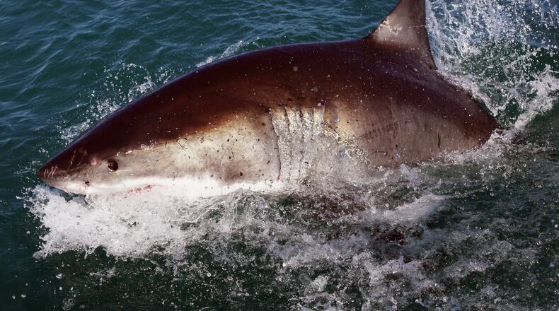 (Photo by Dan Kitwood/Getty Images)