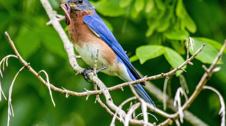 "I happened to catch this male Blue Bird on the way back to nest to feed the babies," wrote Bill Witherspoon of Woodstock.