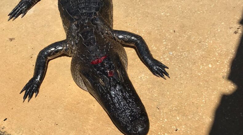 This 9-foot alligator was caught by a trapper after attacking a 10-year-old girl. (Photo: Julie Salmone/Twitter)