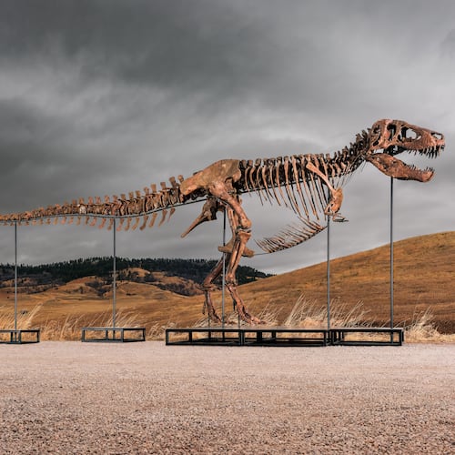 This undated photo provided by Sotheby's on Tuesday, July 14, 2026, shows "Gus," one of the largest and most complete Tyrannosaurus rex specimens ever discovered. (Matthew Sherman/Sotheby's via AP)