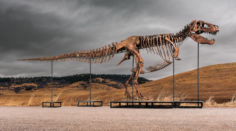 This undated photo provided by Sotheby's on Tuesday, July 14, 2026, shows "Gus," one of the largest and most complete Tyrannosaurus rex specimens ever discovered. (Matthew Sherman/Sotheby's via AP)