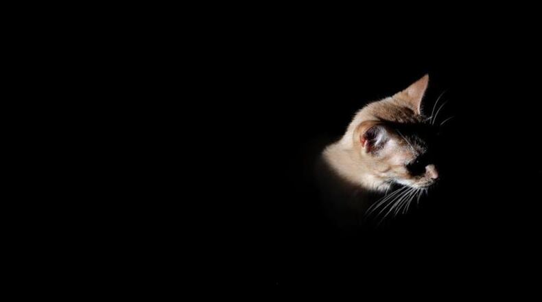 File photo. (Photo by Justin Sullivan/Getty Images)