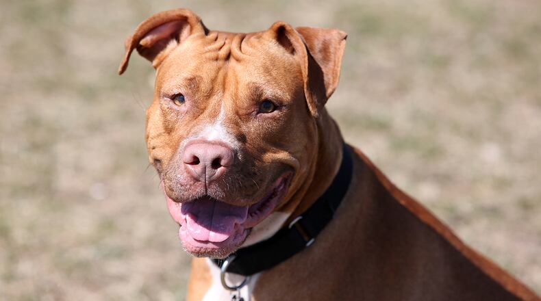 File photo of a fawn-colored pit bull (Pixabay)