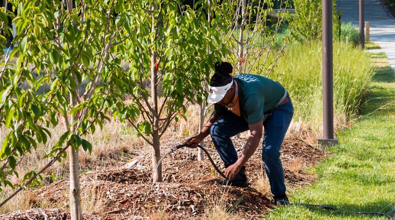 Sandy Springs has been partnering since the 2018-2019 planting season with Trees Atlanta, Inc. to provide front yard trees free of charge to residential property owners. (Courtesy Trees Atlanta)