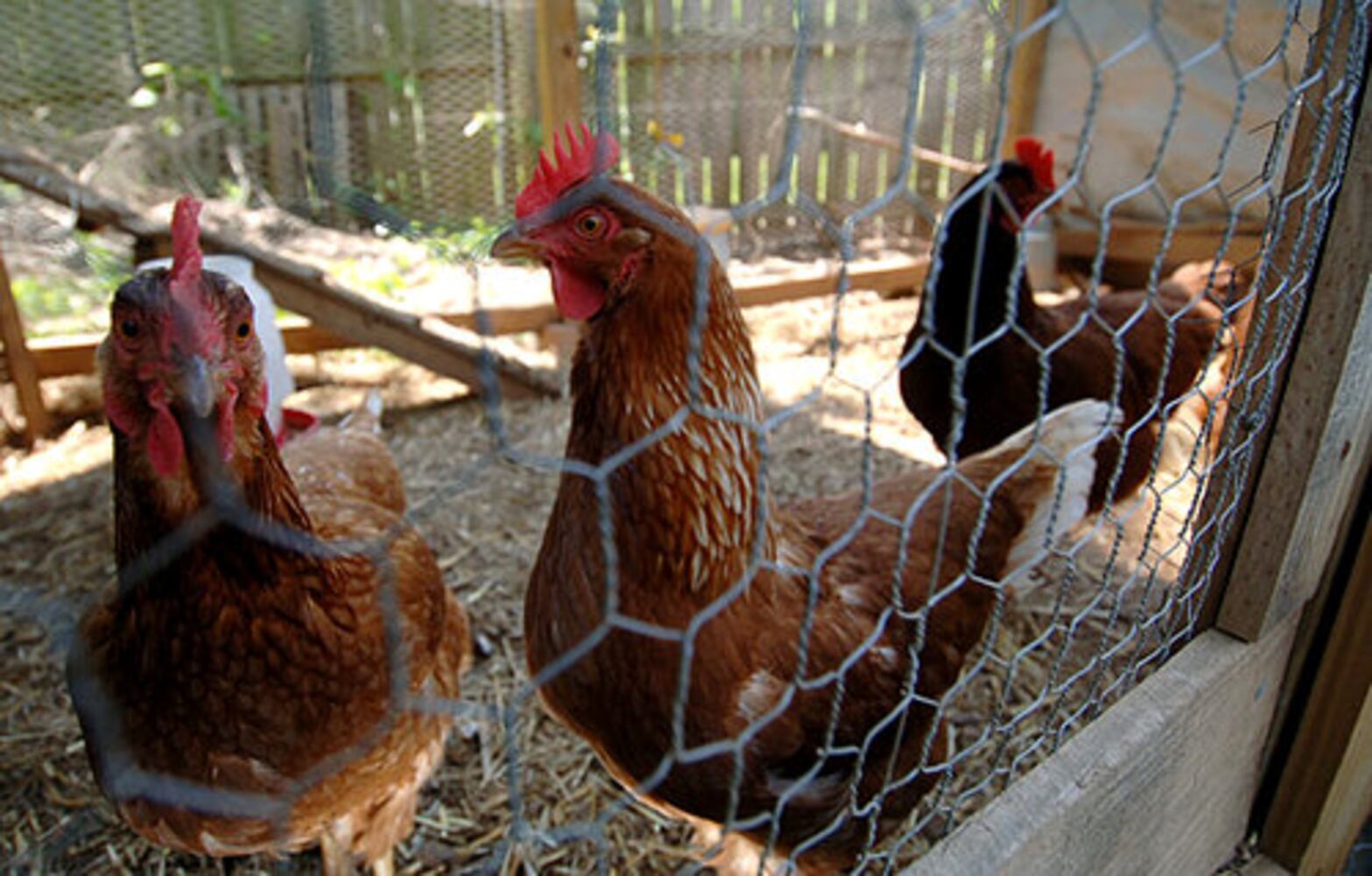 Chicks in the City: A plucky home tour