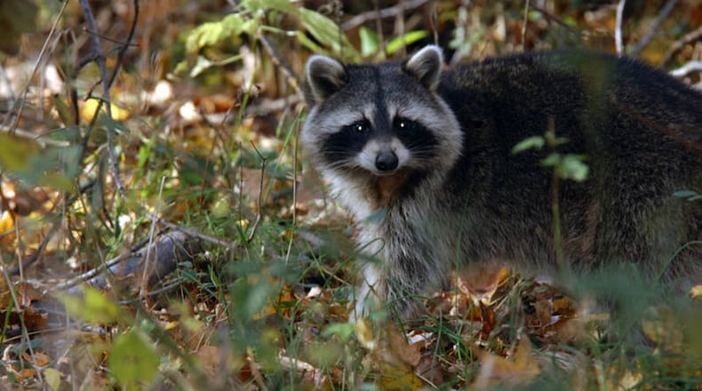 A raccoon captured near 1600 block of Flat Shoals Road tested positive for rabies. AJC file photo