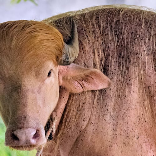 A rare albino buffalo fondly named after Donald Trump for its distinctive blond tuft kept in an enclosure at the national zoological park, in Dhaka, Bangladesh, Friday, May 29, 2026. (AP Photo/Rajib Dhar)