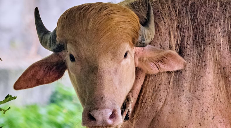 A rare albino buffalo fondly named after Donald Trump for its distinctive blond tuft kept in an enclosure at the national zoological park, in Dhaka, Bangladesh, Friday, May 29, 2026. (AP Photo/Rajib Dhar)