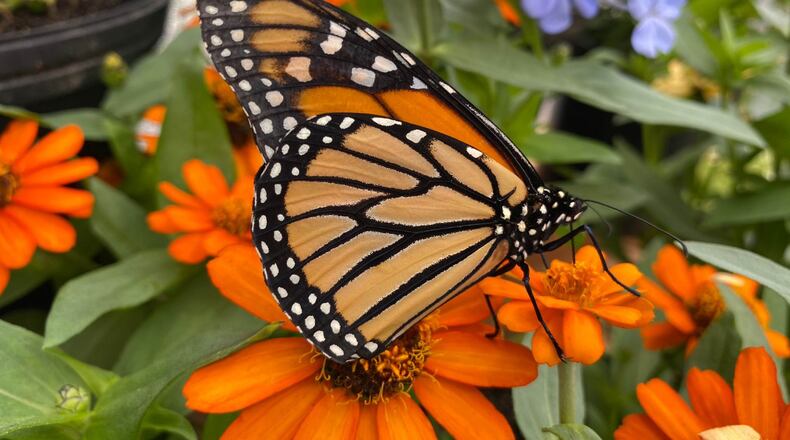 Now through Mar. 1, the Roswell-based Chattahoochee Nature Center is asking for the public’s help with the Georgia Department of Natural Resources’ efforts to count wintering monarch butterflies. (Courtesy Chattahoochee Nature Center)
