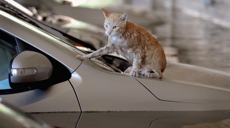 A cat sits on top of a car that is surrounded by flood water in the parking lot of an apartment complex after it was inundated with water following Hurricane Harvey on Aug. 30, 2017 in Houston, Texas.