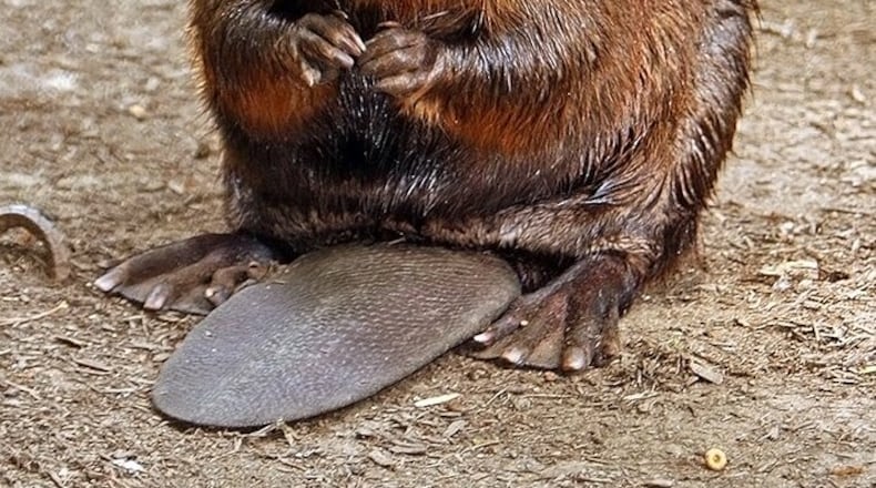 In early November beavers are more active than usual storing food and reinforcing dams and shelters in preparation for winter. (Photo: Steve from Washington D.C./Creative Commons)