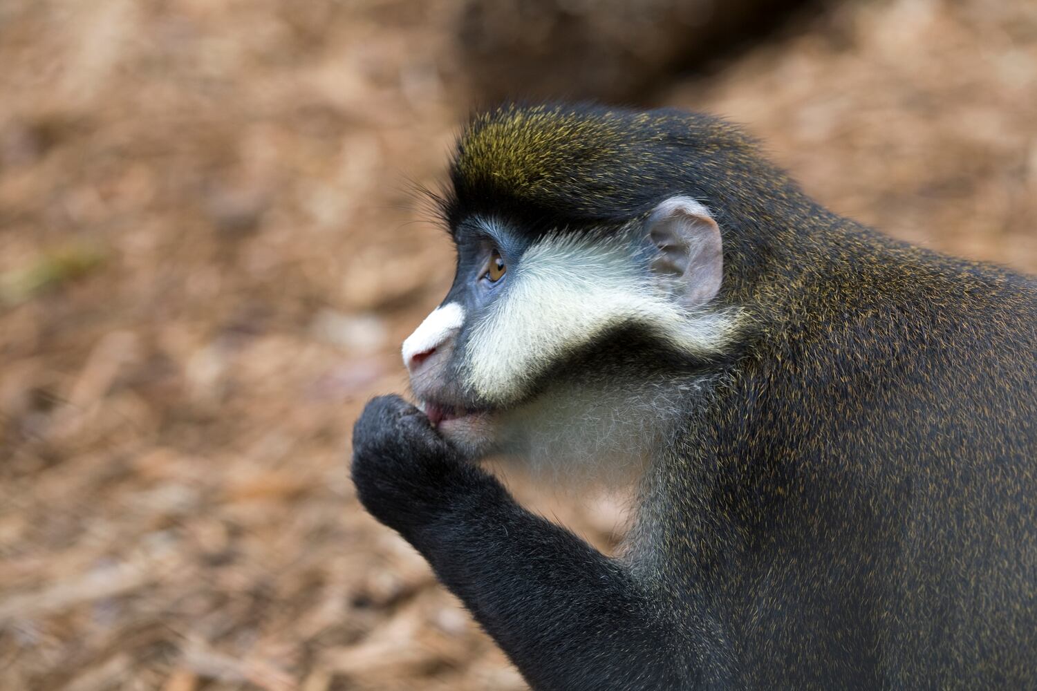 Jasiri the Schmidt's guenon