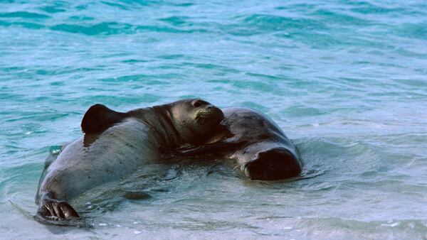 A video posted on TikTok and other social media showed a woman touching the seal at a Kauai beach in June. The video showed her running away after the resting seal raised its head and snapped at her. (AJC file photo)