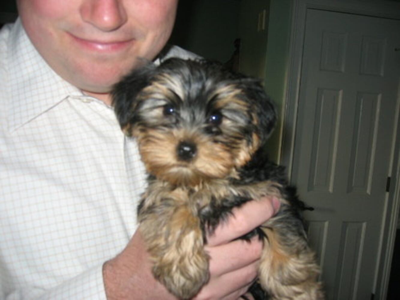 Atlanta's Top Dogs: 6. Yorkshire terriers