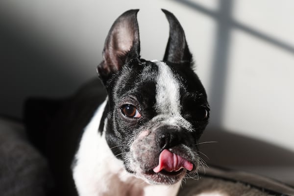 Beanie, formerly named RuPaw, plays with a toy in Woodstock, Ga., on Friday, Jan. 16, 2026. Animal Planet's 22nd annual Puppy Bowl will feature the Atlanta Boston terrier puppy who is a rescue from Bosley's Place. (Abbey Cutrer/AJC)
