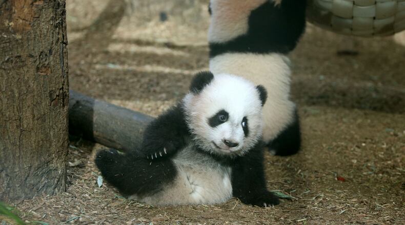 Pandas, thought to be boys, are actually girls.