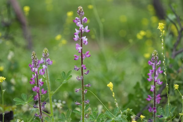 Arroyo Lupine, a native Southern California wildflower, blooms at the Chaney Trail Corridor, an area affected by the Eaton Fire, in Altadena, Calif., on Wednesday, April 23, 2025. (AP Photo/Damian Dovarganes)